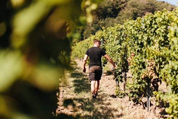 Unser Weg zum Wein-Tour 02.08.2025 – Bild 5