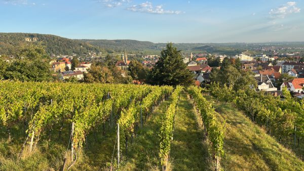 1777 Fuchsmantel Riesling -bio- – Bild 4